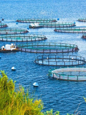 Giải pháp kỹ thuật nuôi cá, lươn, ếch 