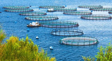 Giải pháp kỹ thuật nuôi cá, lươn, ếch 